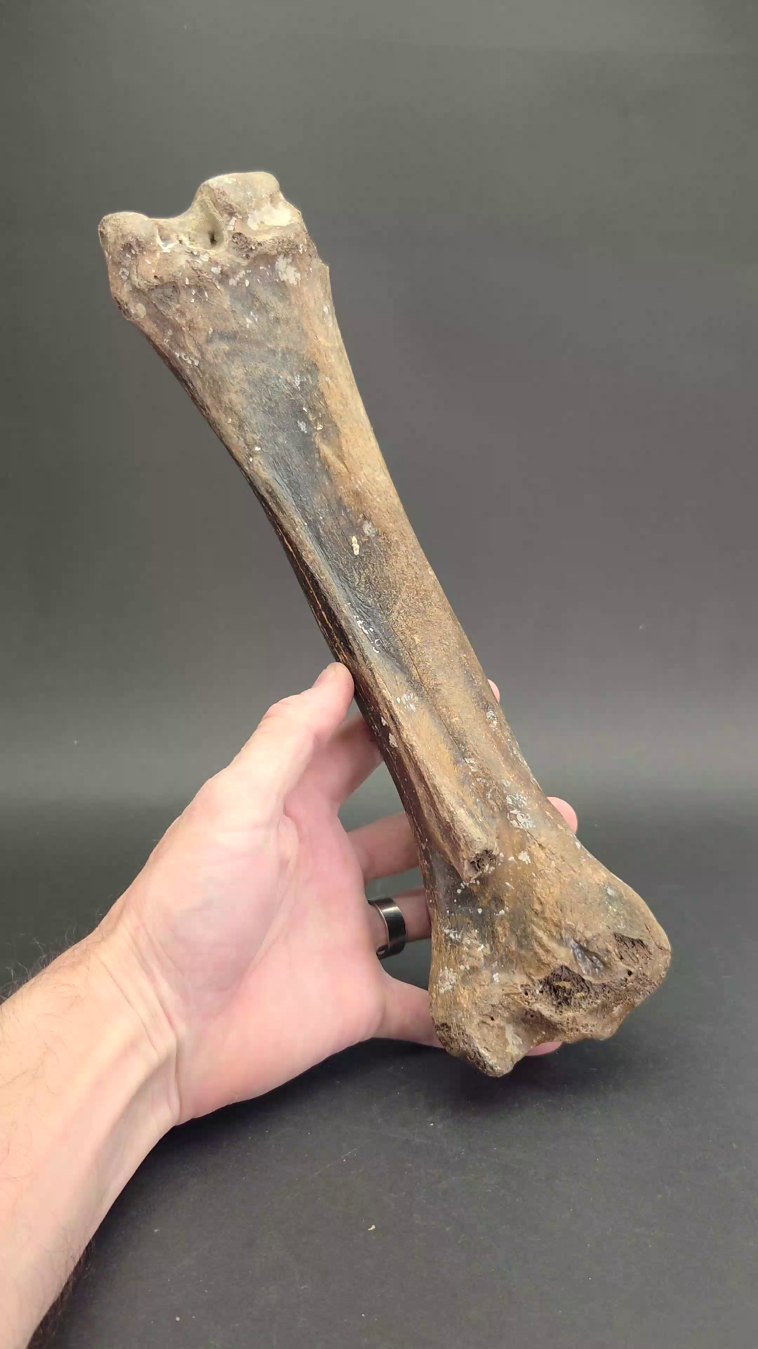 Ice Age Bison Leg Bone Fossil TF2119