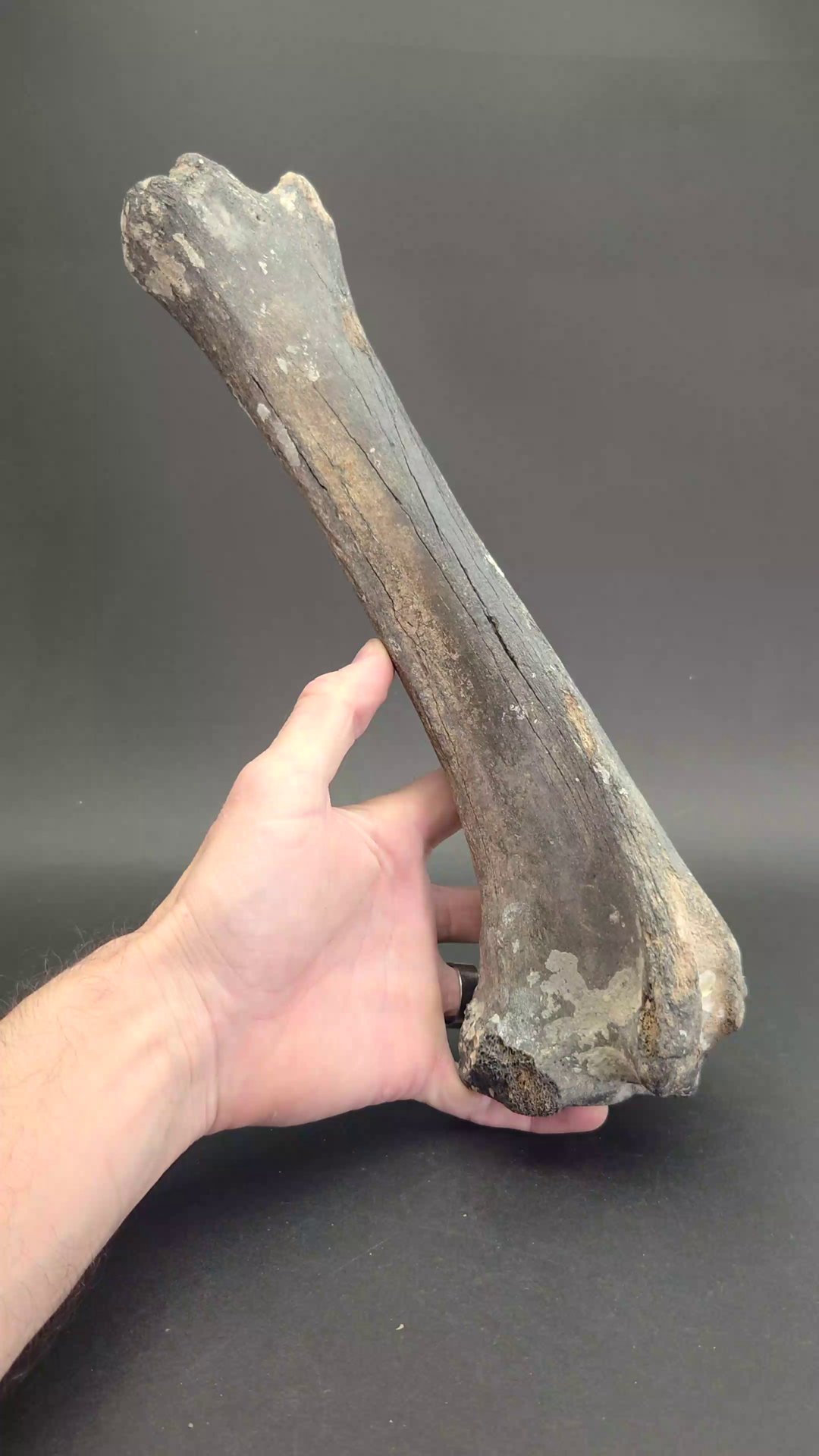 Ice Age Bison Leg Bone Fossil TF2120
