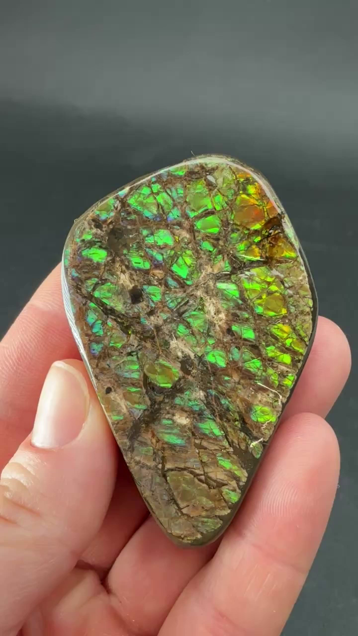 64 gram Natural Ammolite Piece TF2198