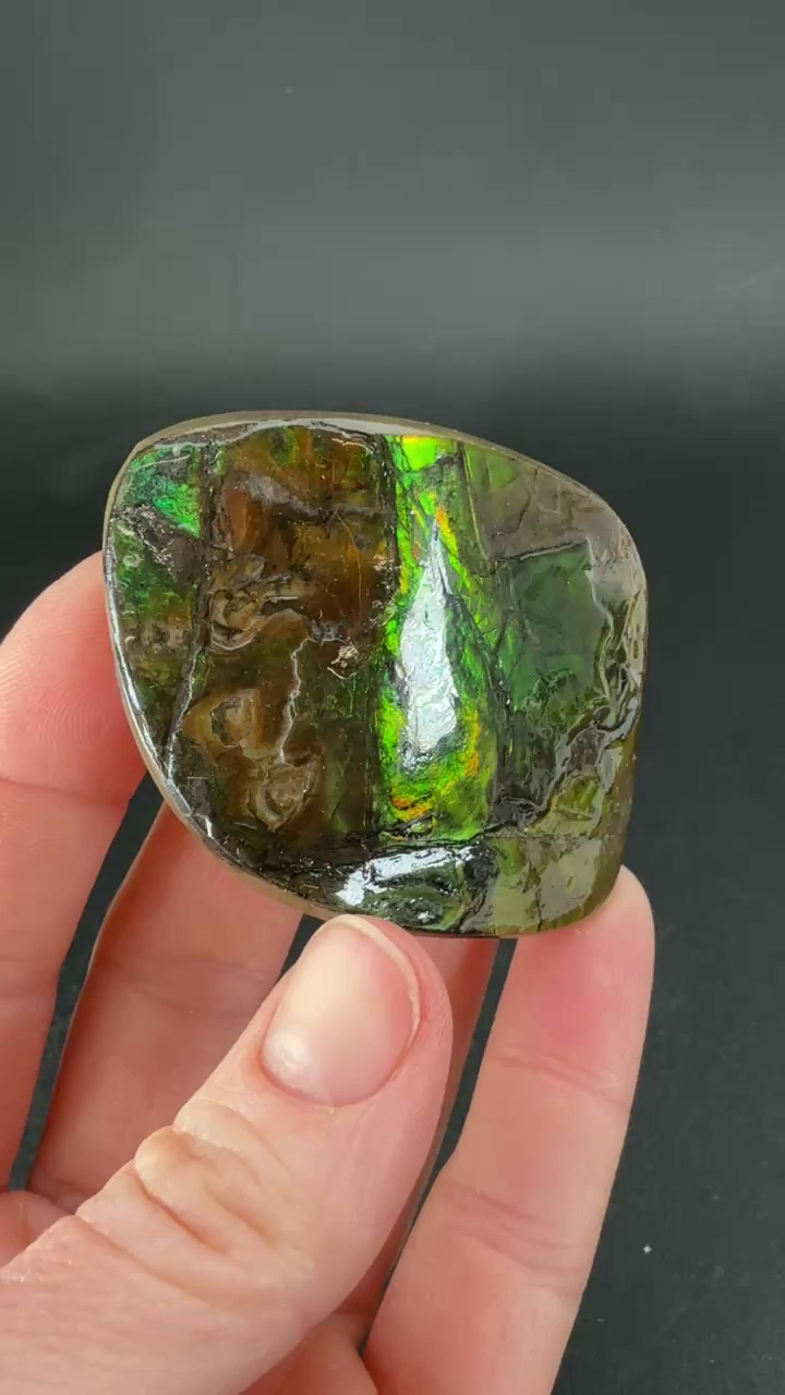 56 gram Natural Ammolite Piece TF2201