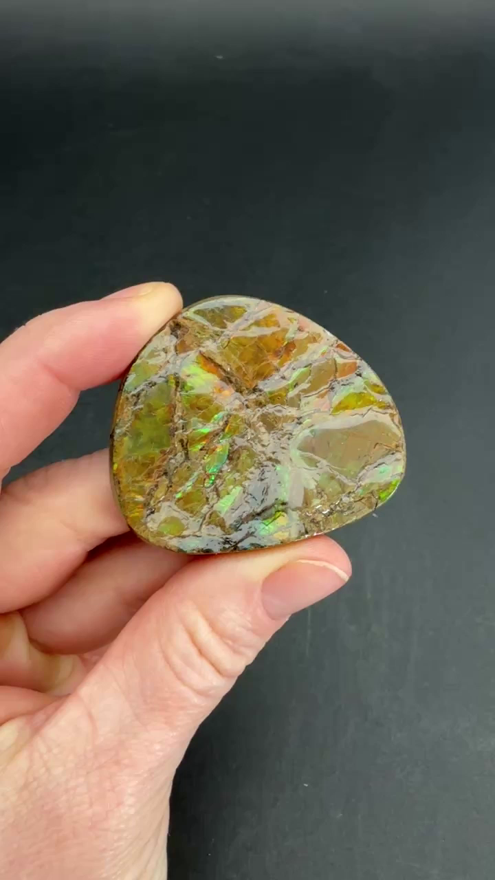 28 gram Natural Ammolite Piece TF2202