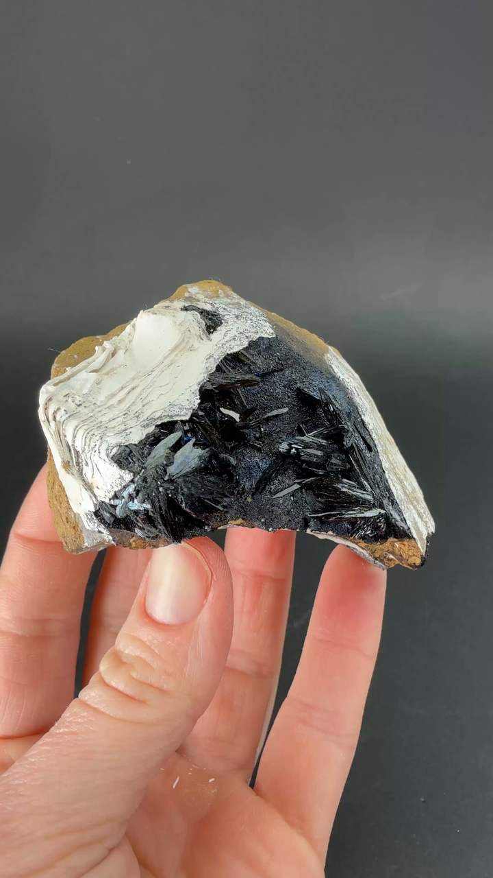 Vivianite in Fossil Clam Shell from Ukraine TF2675