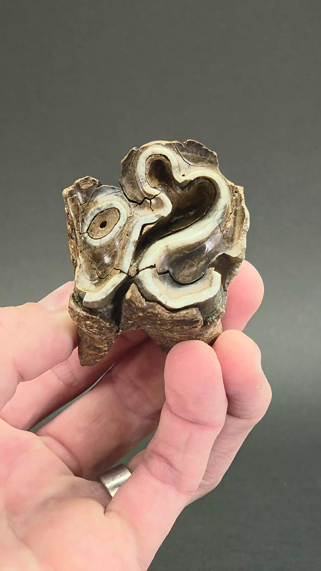 Fossil Woolly Rhino Tooth TF3285