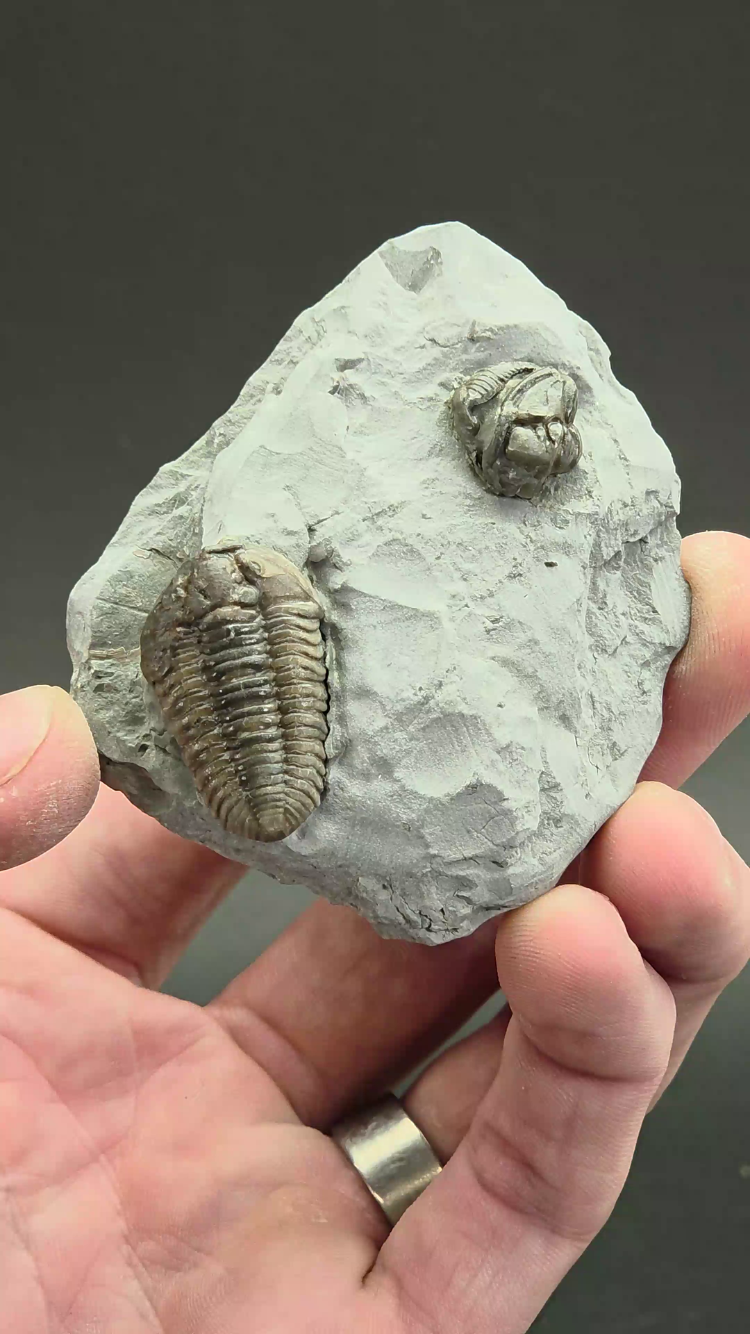Flexicalymene retorsa Trilobite Fossil from Ohio TF3302