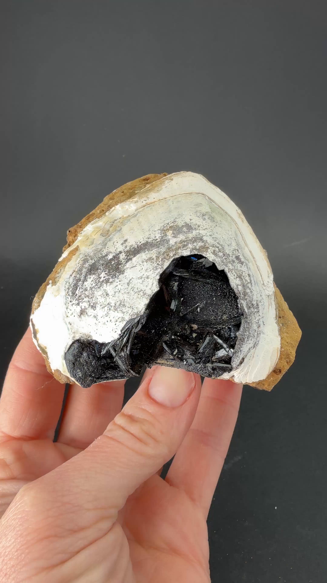 Vivianite in Fossil Clam Shell from Ukraine TF3372