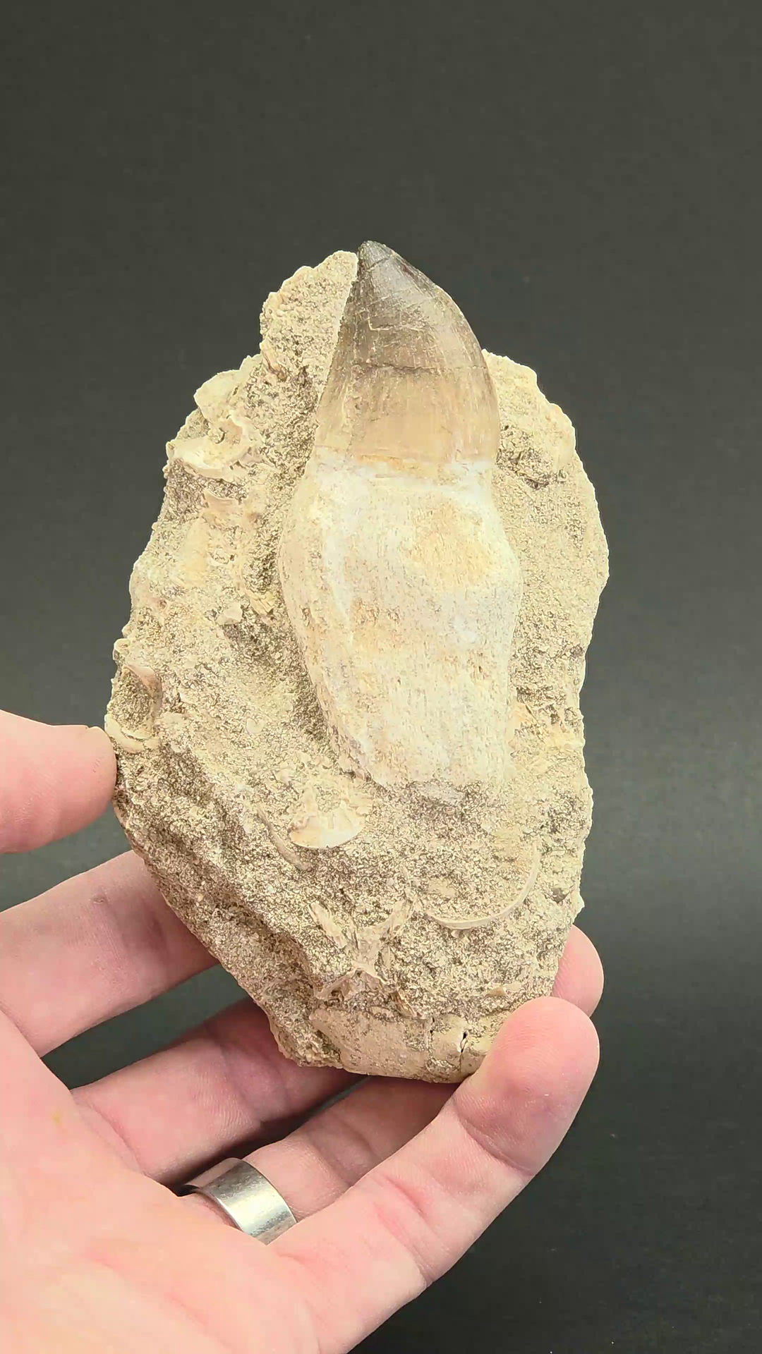 Fossil Mosasaur Tooth (Globidens aegypticus) XD1051