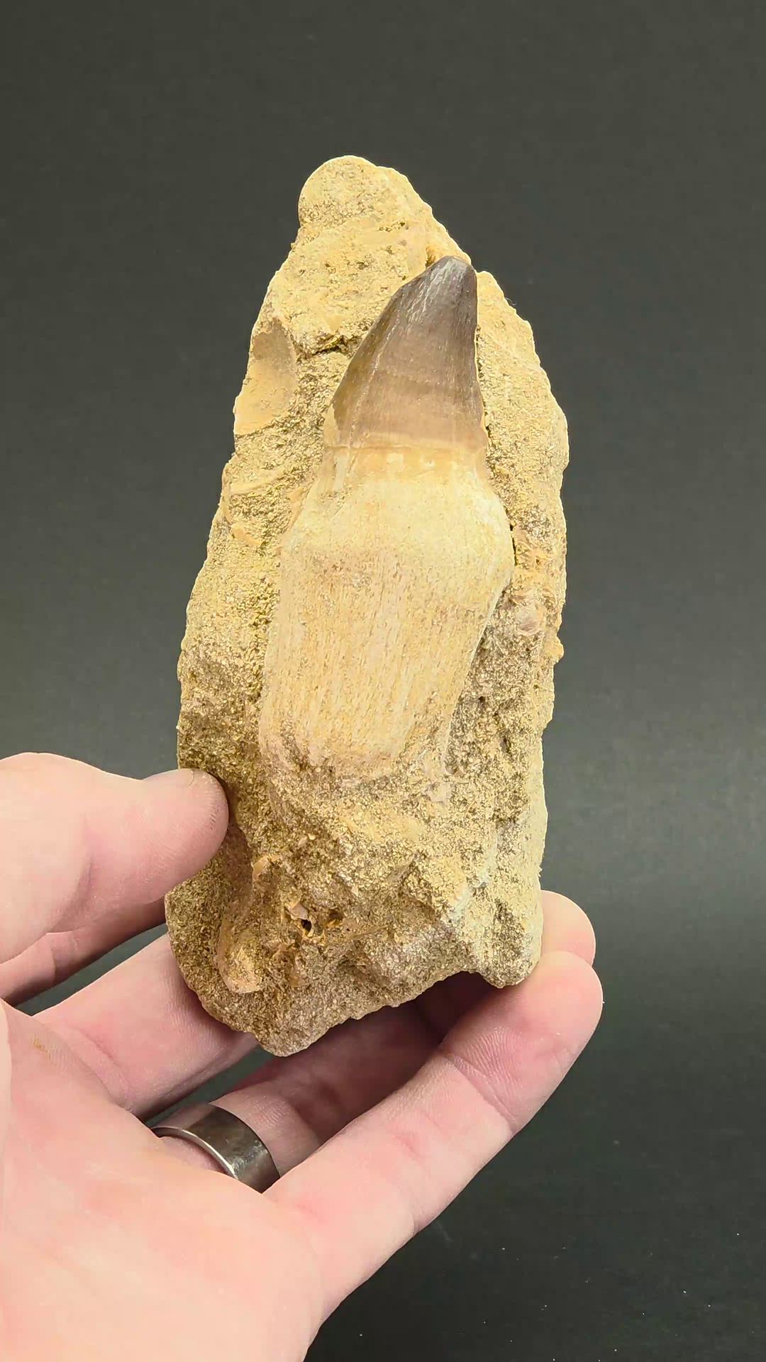 Fossil Mosasaur Tooth (Globidens aegypticus) XD1052
