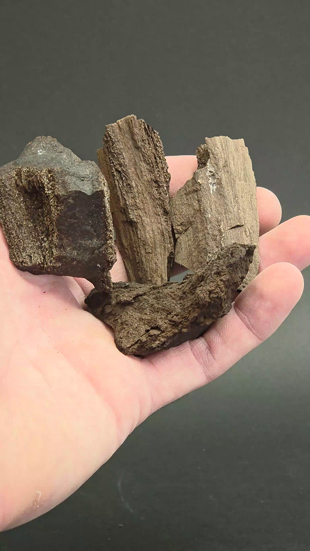 Parcel 4 Pcs. Permineralized Conifer Wood XD1056