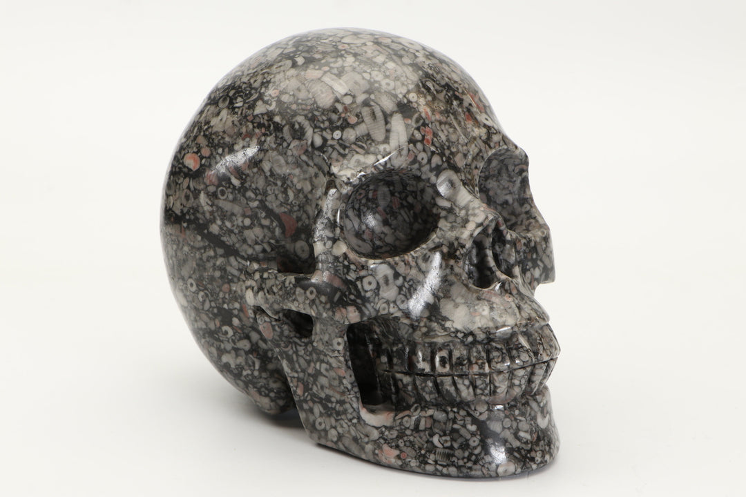 5" Fossil Skull Carving TU2208