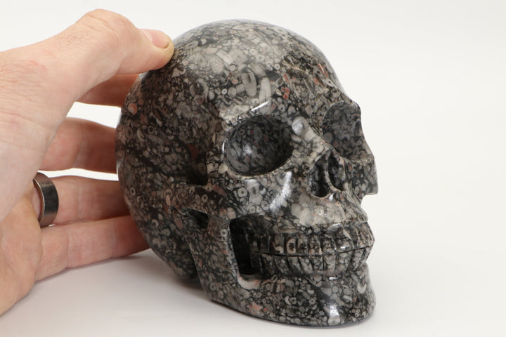 5" Fossil Skull Carving TU2208