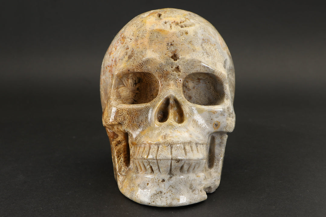 Fossilized Coral Skull Carving TU2040