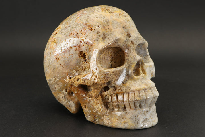 Fossilized Coral Skull Carving TU2040