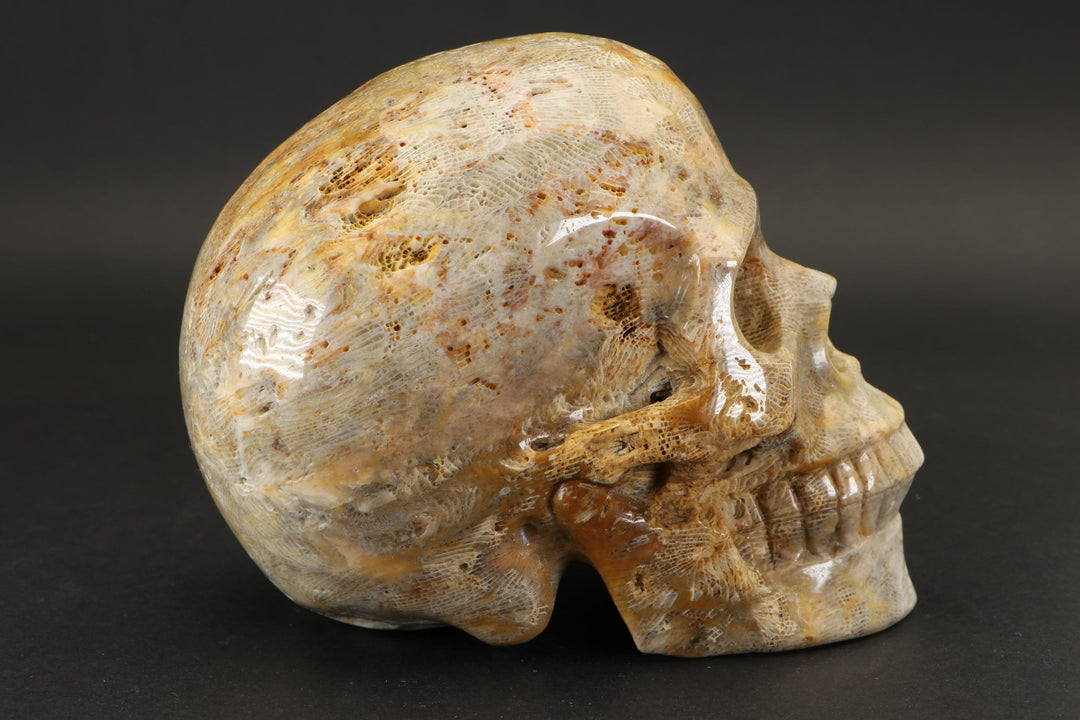 Fossilized Coral Skull Carving TU2040