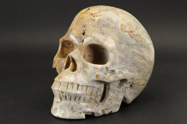 Fossilized Coral Skull Carving TU2040