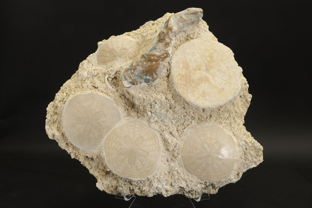 Fossil Sand Dollar Grouping DX2797