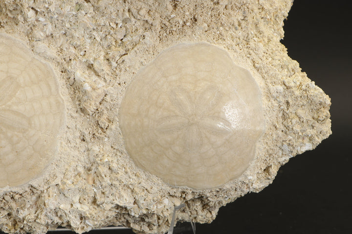 Fossil Sand Dollar Grouping DX2797