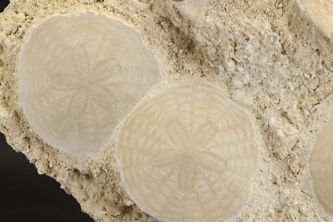 Fossil Sand Dollar Grouping DX2797