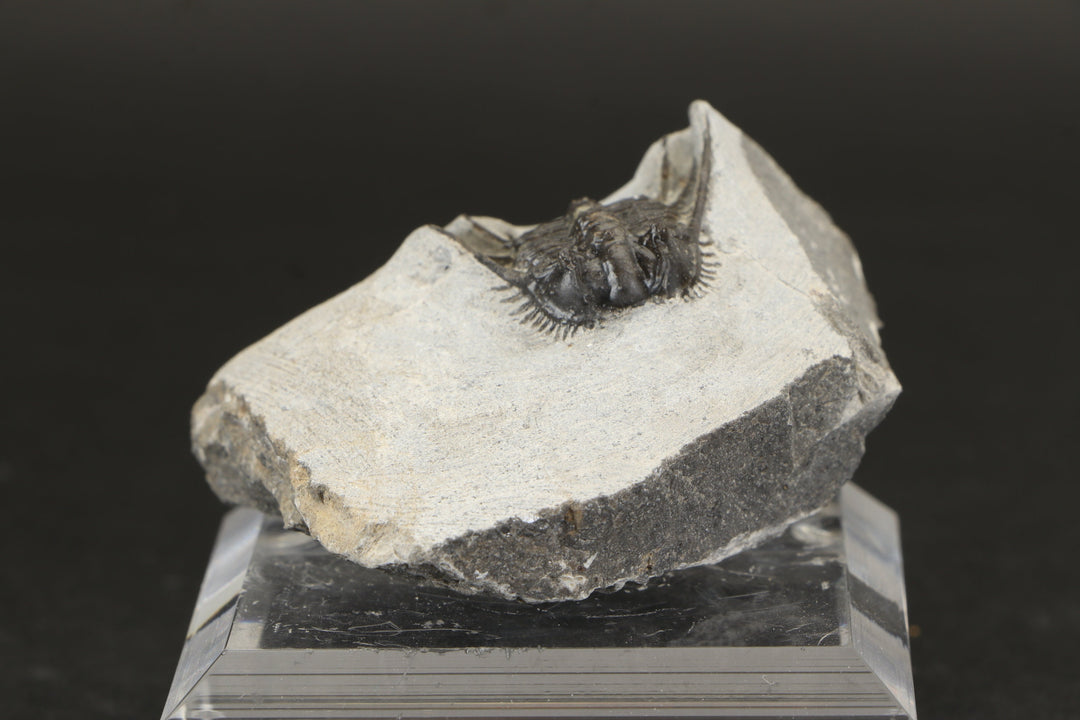 Leonaspis Trilobite Fossil DX1855