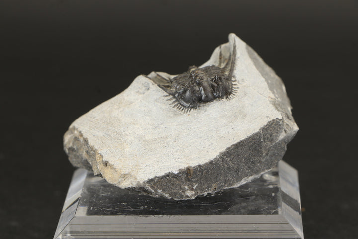 Leonaspis Trilobite Fossil DX1855