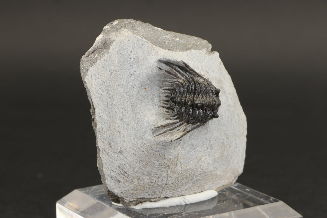 Leonaspis Trilobite Fossil DX1855