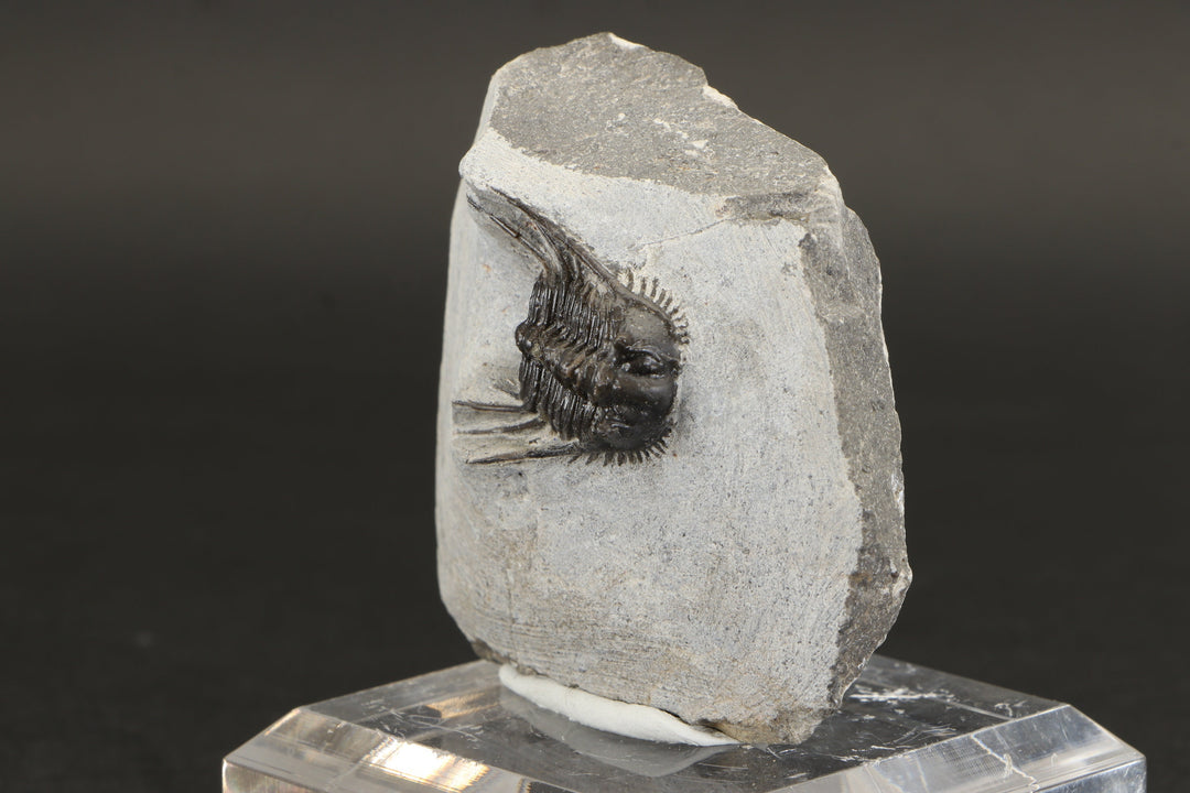 Leonaspis Trilobite Fossil DX1855