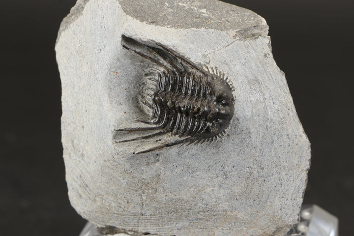 Leonaspis Trilobite Fossil DX1855