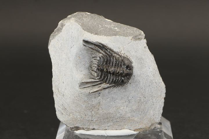 Leonaspis Trilobite Fossil DX1855