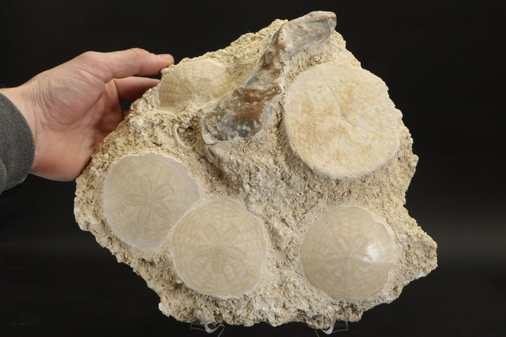 Fossil Sand Dollar Grouping DX2797