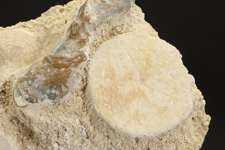 Fossil Sand Dollar Grouping DX2797