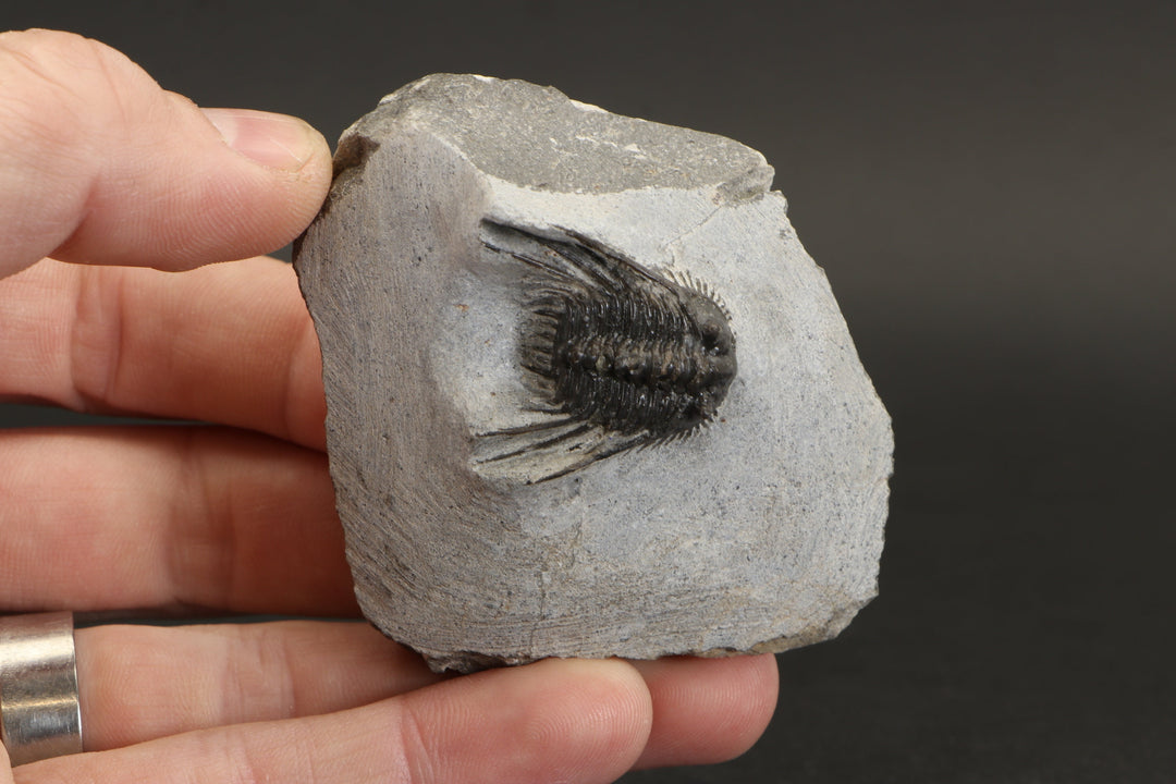 Leonaspis Trilobite Fossil DX1855