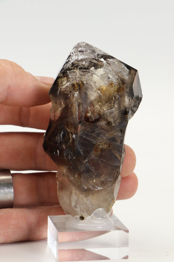 Tanzanian Skeletal Smoky Quartz with Two Moving Enhydros TD1599