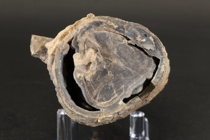 Petrified Wood from Blue Forest Wyoming DX2863