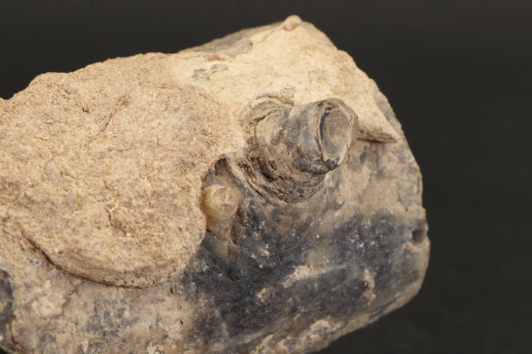 Petrified Wood from Blue Forest Wyoming DX2863