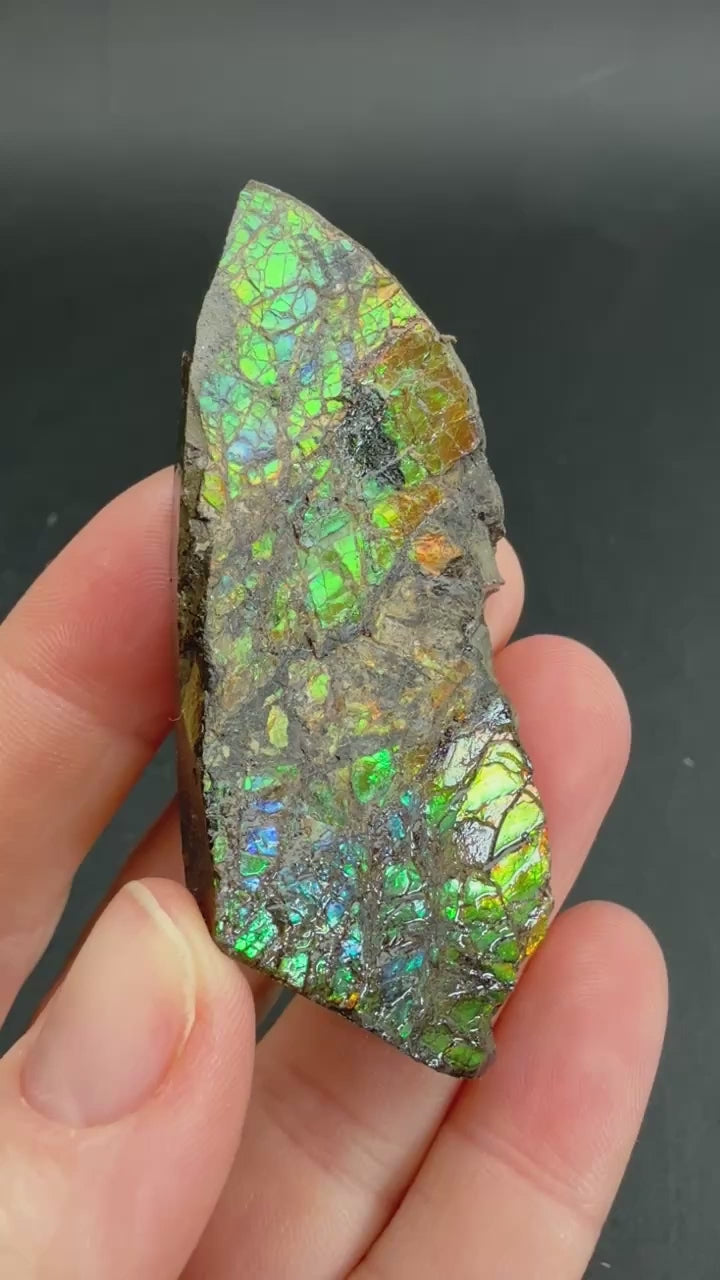 34 gram Natural Ammolite Piece TF2194