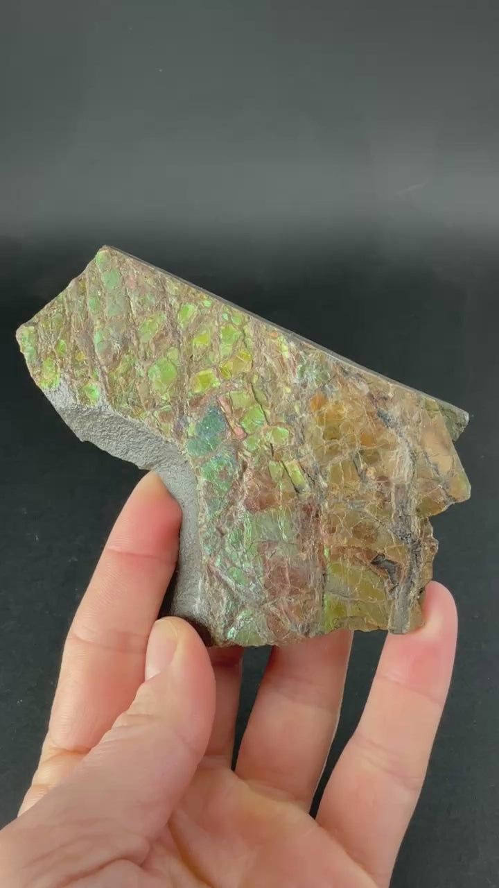 128 gram Natural Ammolite TF2192