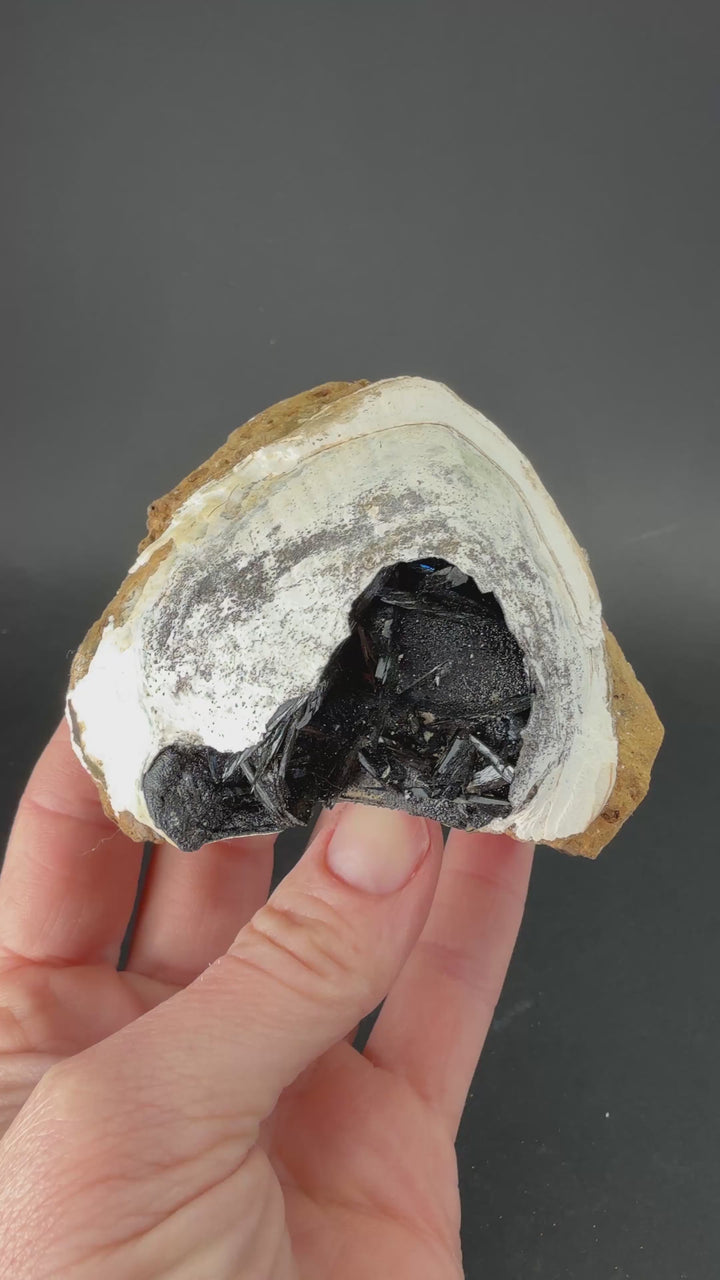 Vivianite in Fossil Clam Shell from Ukraine TF3372