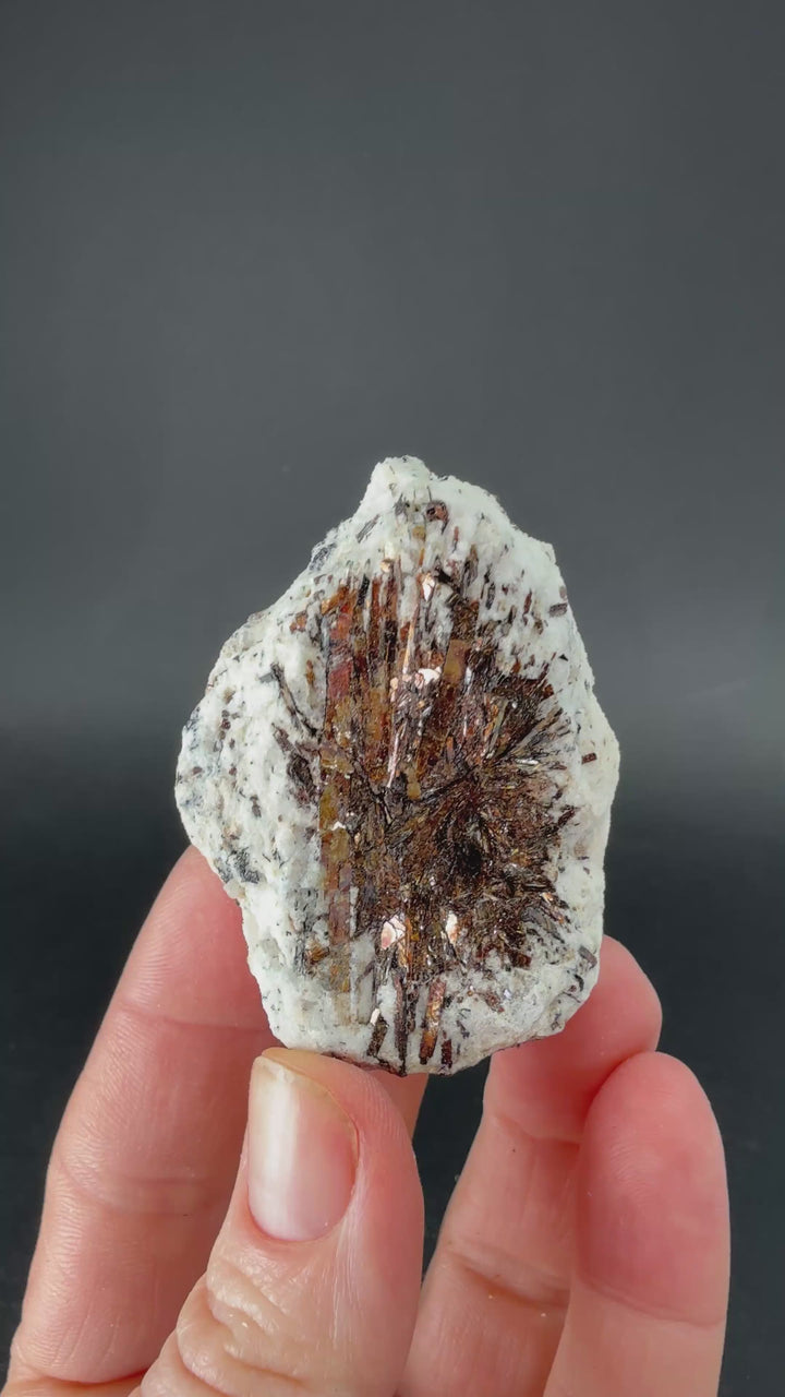 Astrophyllite Specimen from Russia DX661