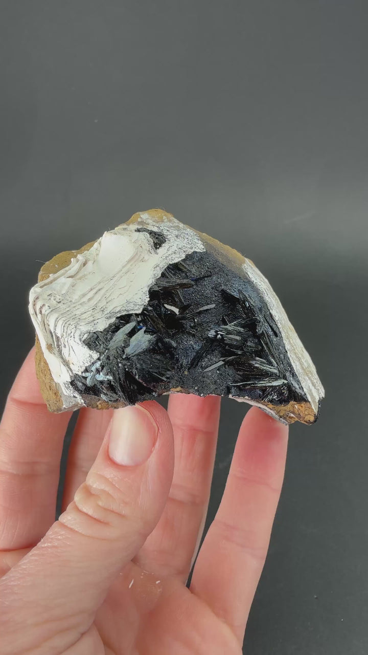 Vivianite in Fossil Clam Shell from Ukraine TF2675