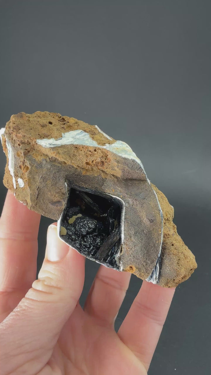 Vivianite Crystals in Fossil Clam Shell from Ukraine TF3378