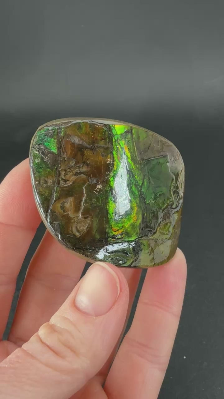 56 gram Natural Ammolite Piece TF2201