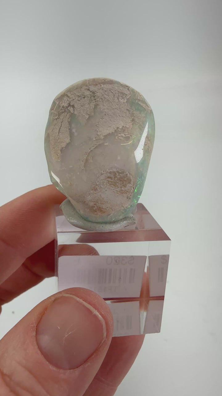 10.4 gram Opalized Fossil Clam Shell from Lightning Ridge TF1515