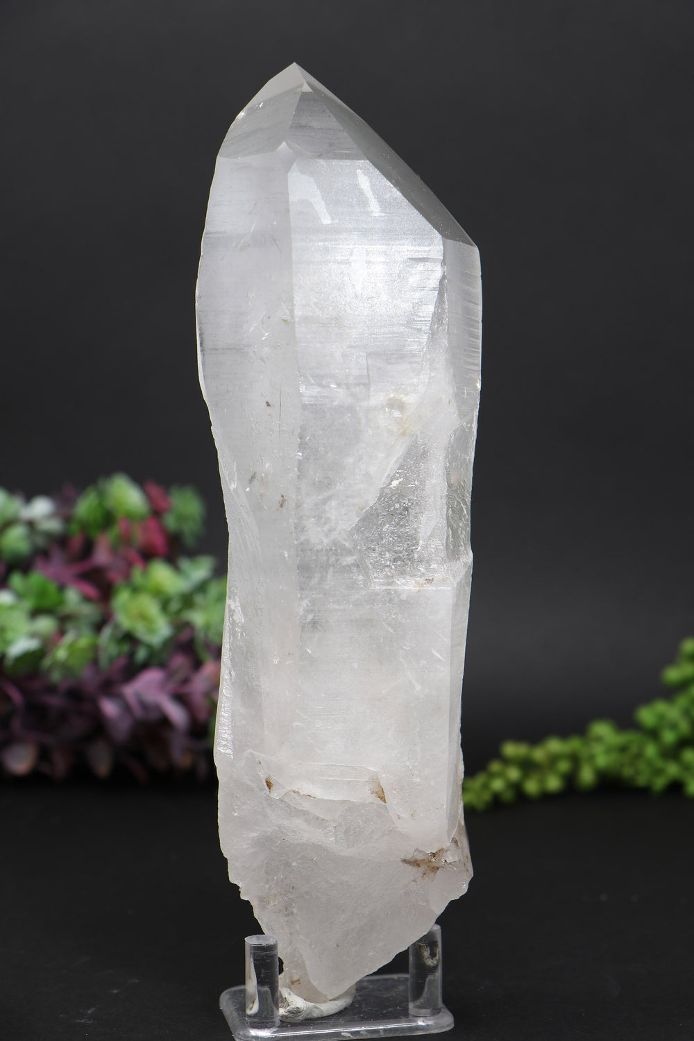 8.5" Lemurian