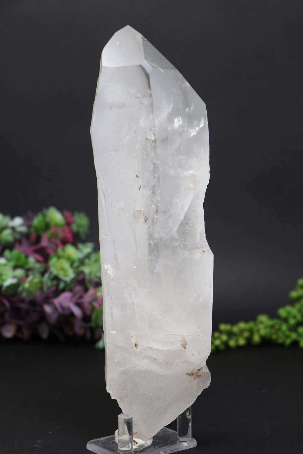 8.5" Lemurian