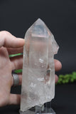 5.5" Lemurian
