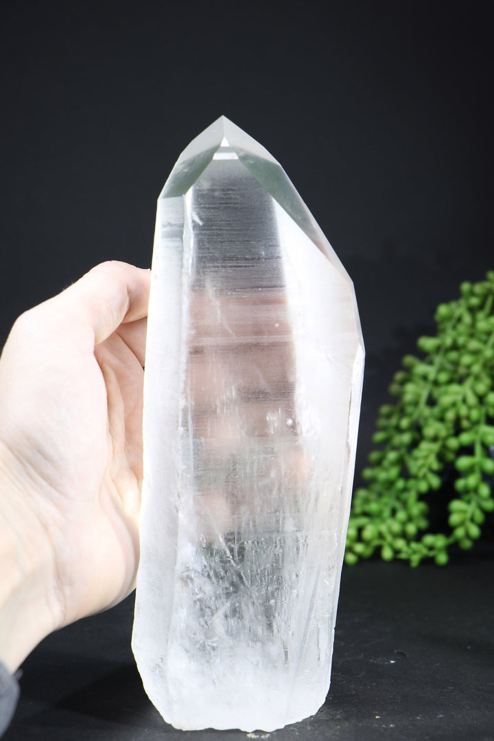 8.5" Lemurian