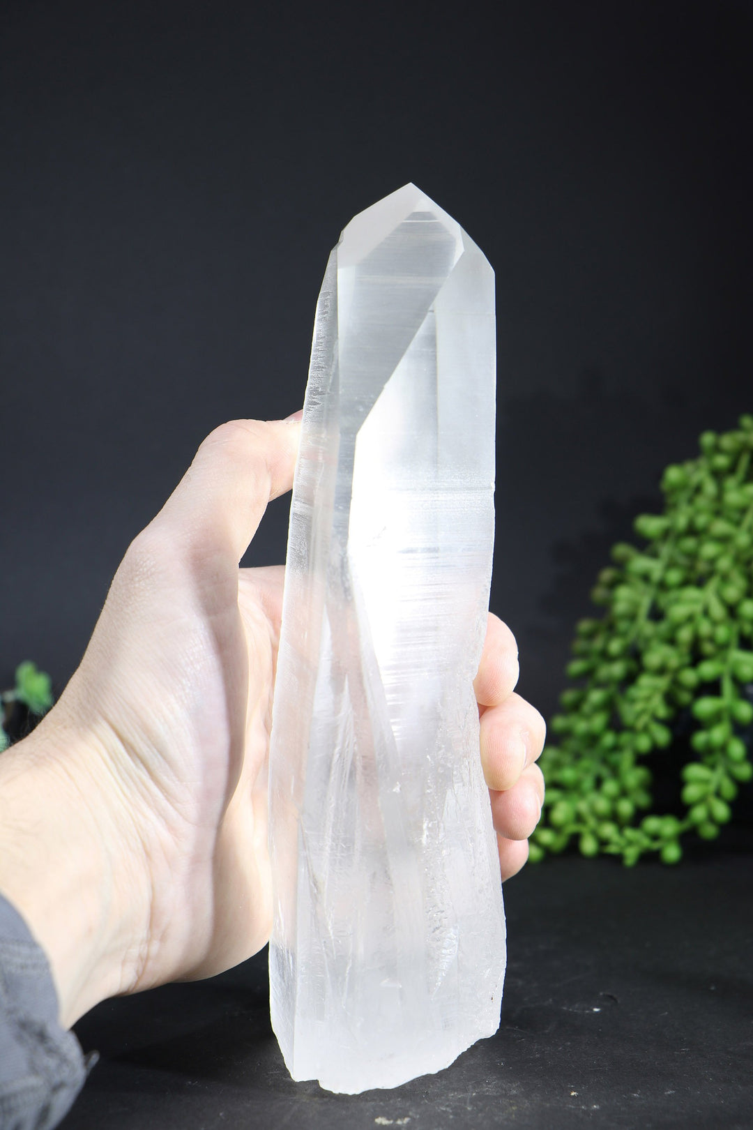 8.5" Lemurian