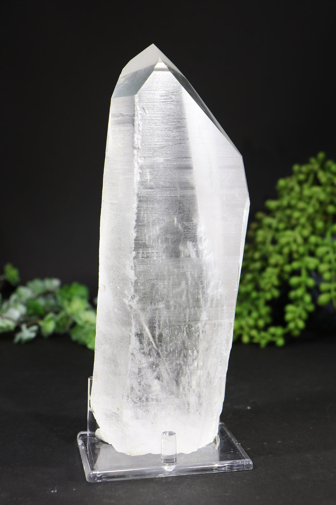 8.5" Lemurian