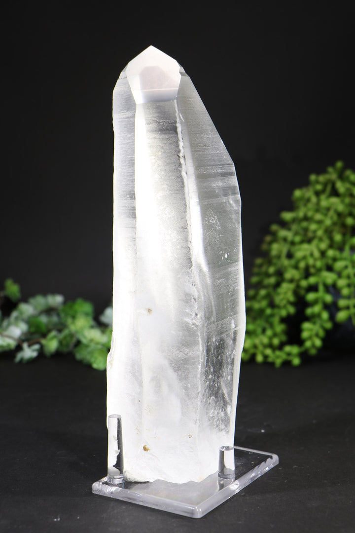 8.5" Lemurian