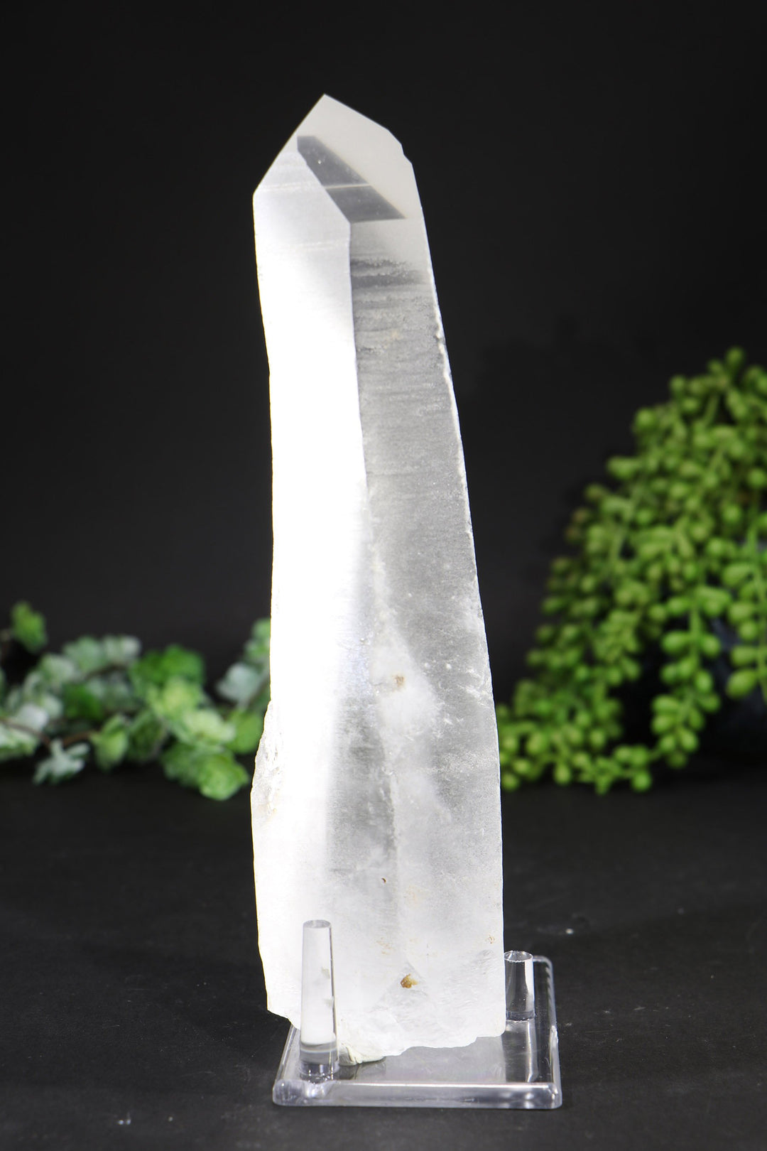 8.5" Lemurian