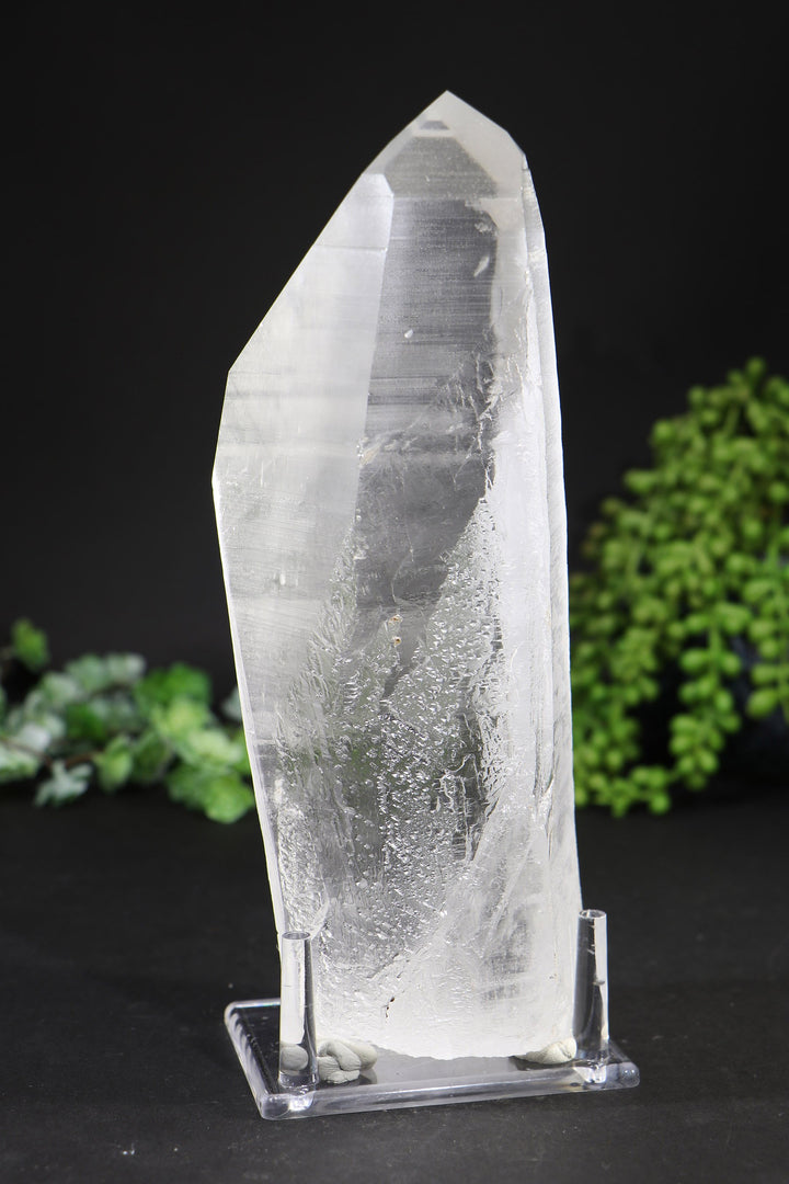 8.5" Lemurian